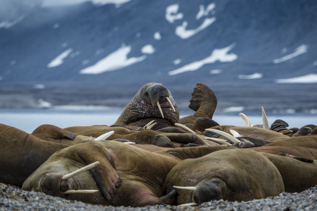 One Ocean - Exodus Expeditions-8202.jpg